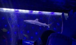 海洋之眼爆料视频最新,揭秘神秘海洋生物与未知海域奇观